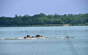 Buffaloes enjoy a swim at a lake in Lamu county.