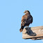 Common Buzzard