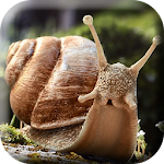 Snail 3d Real Live Wallpaper Apk