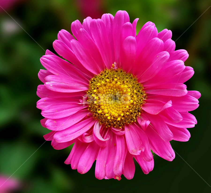 Pink Aster by Prema Pangi - Flowers Single Flower