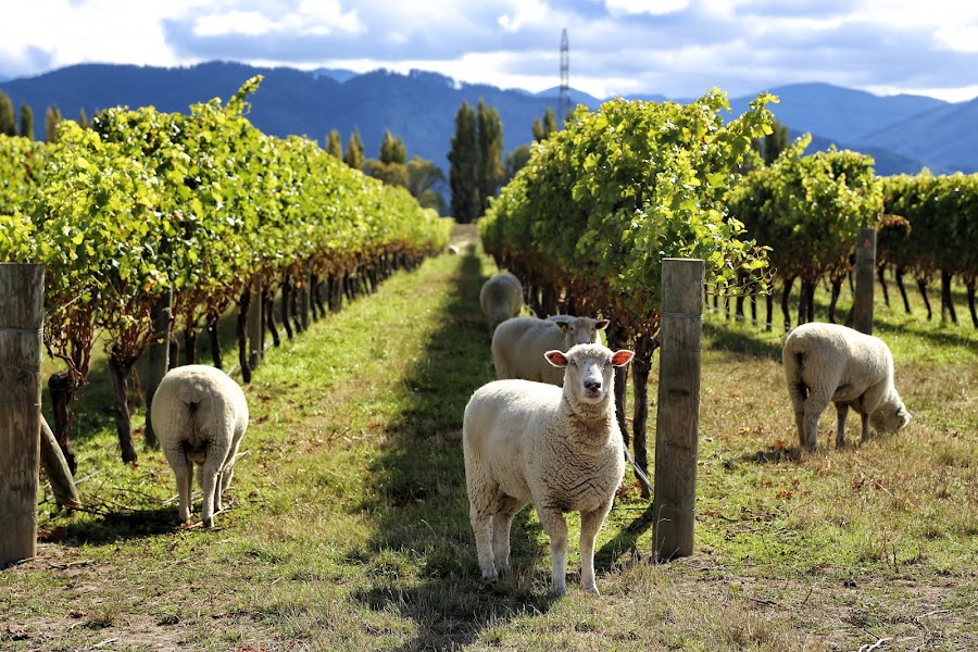 Winnice, owce - Nowa Zelandia