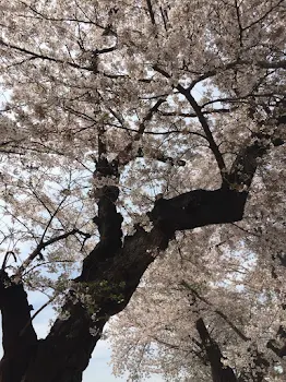 桜の根下