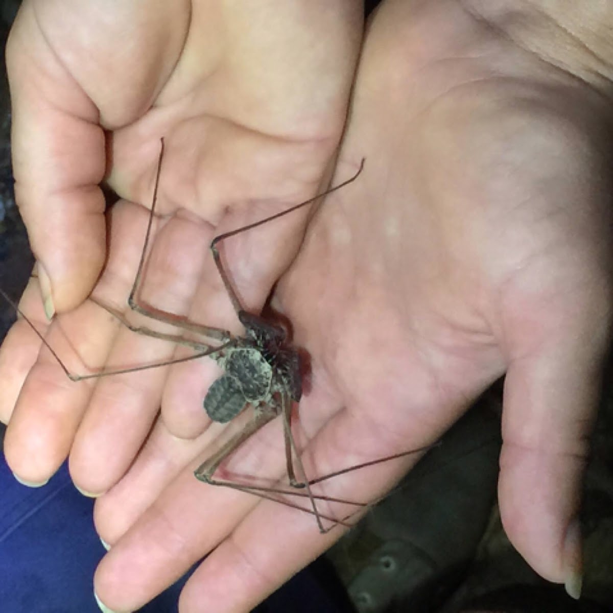 Tailless whip scorpion