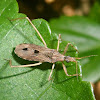 Assassin bug