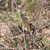 Chiffchaff; Mosquitero Común