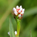 Pennsylvania Smartweed