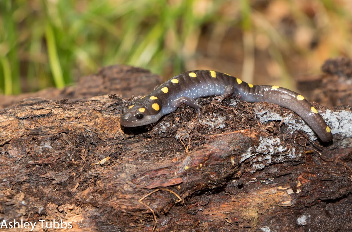 Spotted Salamander