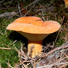 Golden flocked Lactarius