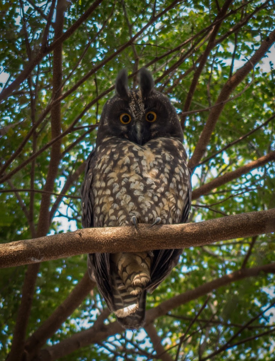 Stygian Owl