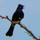 Phainopepla