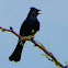 Phainopepla