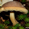 bolete