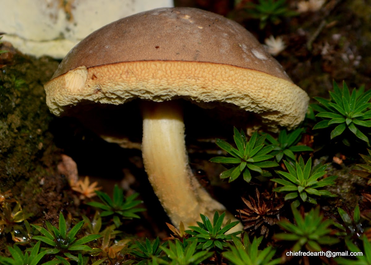 bolete