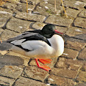 Goosander