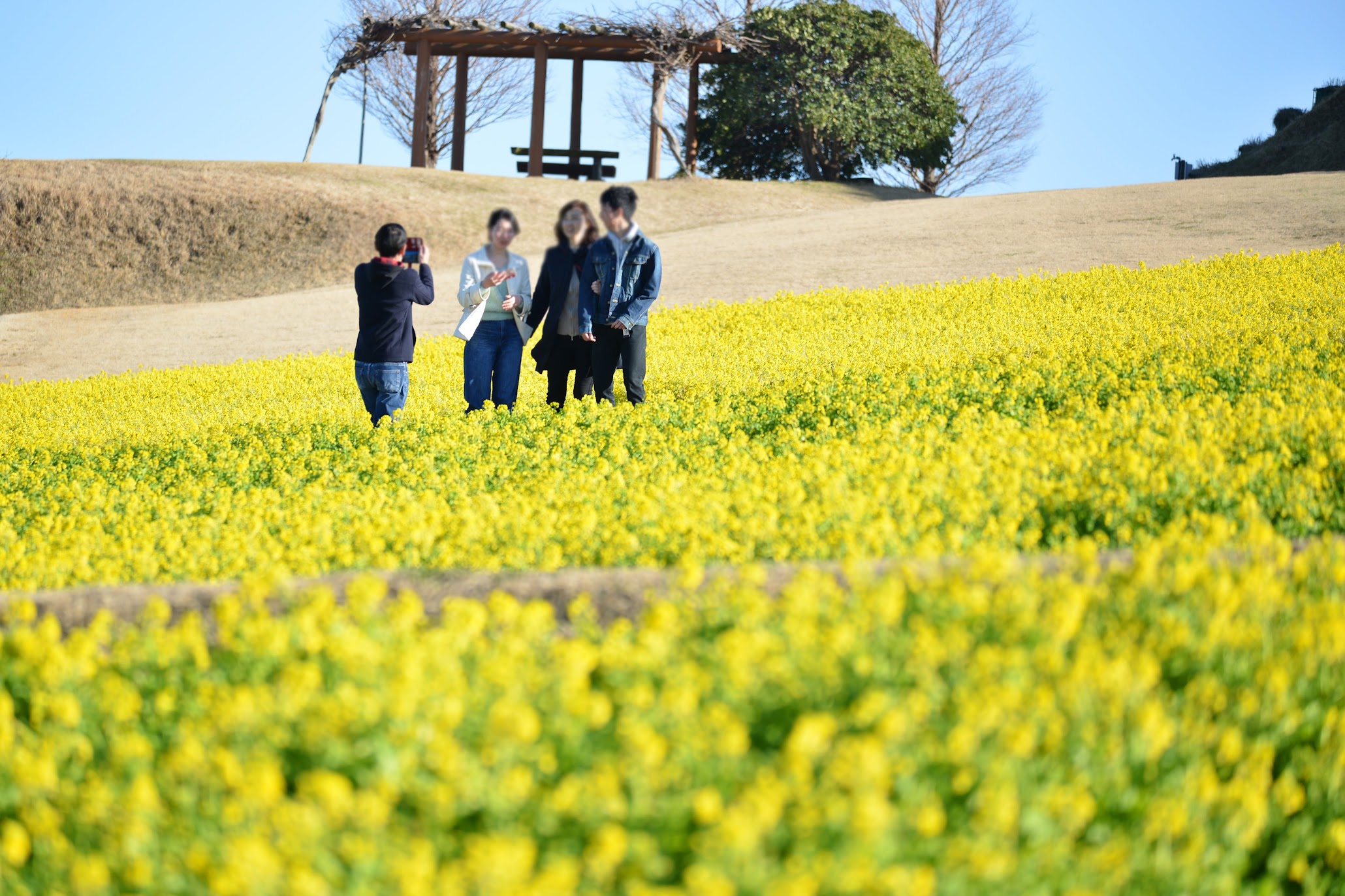 淡路島 花さじきの菜の花畑 Awaji Flower Gallery Awaji Hana Sajiki At Awaji Island 物語を届けるしごと