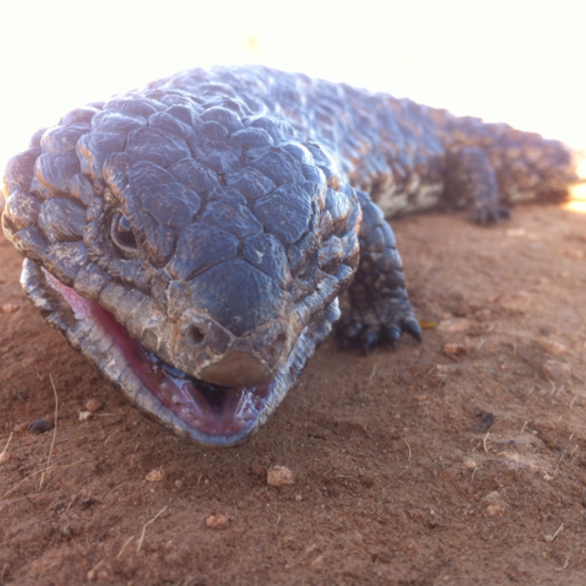 Stumpy tailed lizard