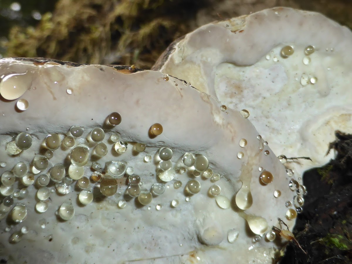 Bracket Fungus