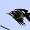 Acorn Woodpecker