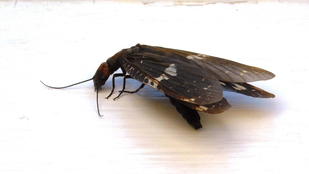 Dark Fishfly