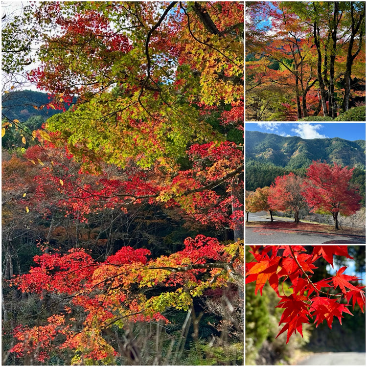 スイフトスポーツの英彦山・紅葉・鷹巣原高原・2024ベストショット11月に関するカスタム事例の投稿画像2枚目