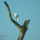 Snowy Egret