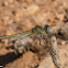 Red-veined Darter