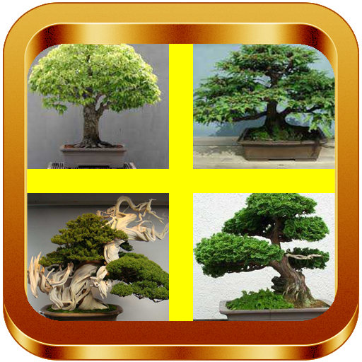 Bonsai Tree Ideas