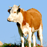 Cow Sounds icon