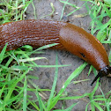 Spanish slug