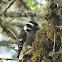 Downy Woodpecker