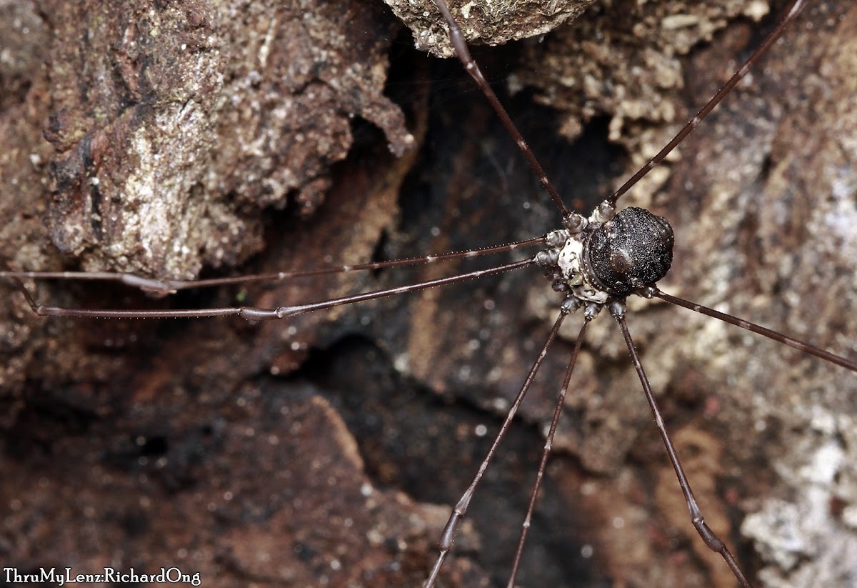 Harvestman