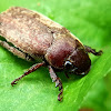 Chinese Rose Beetles,