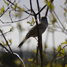 Golden crowned sparrow