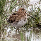 Snipe