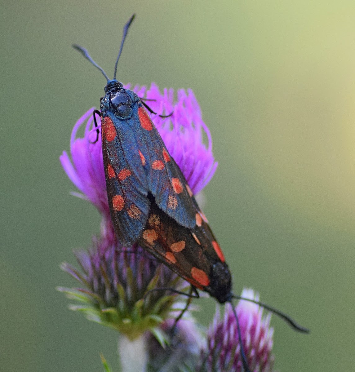 Six-spot Burnet