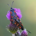 Six-spot Burnet