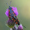 Six-spot Burnet