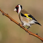 Cover Image of डाउनलोड Goldfinch singing 1.0 APK