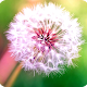 Download Dandelion Wallpaper For PC Windows and Mac 1.1