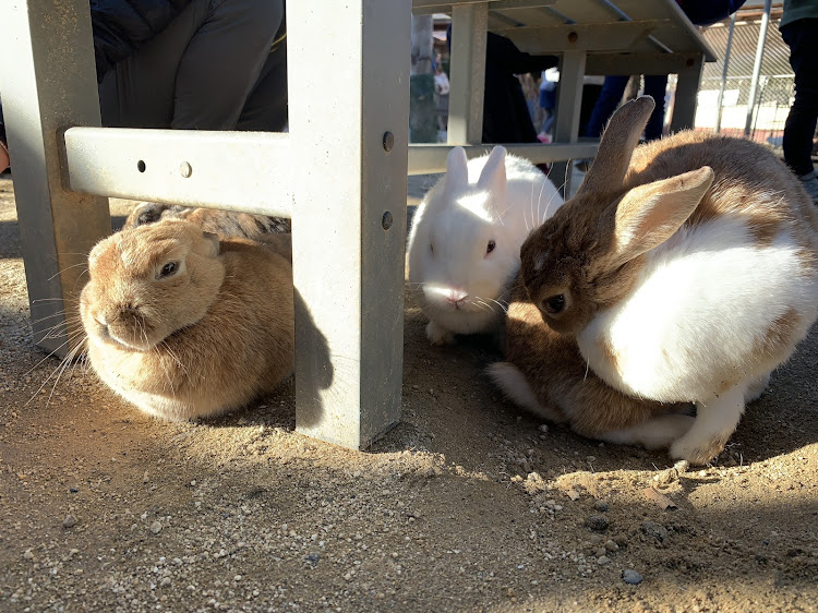 XJのドライブ・うさぎ・動物園・大仏・紅葉に関するカスタム事例の投稿画像3枚目