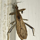 Assassin Bug