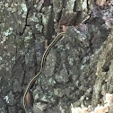 Western Ribbon Snake