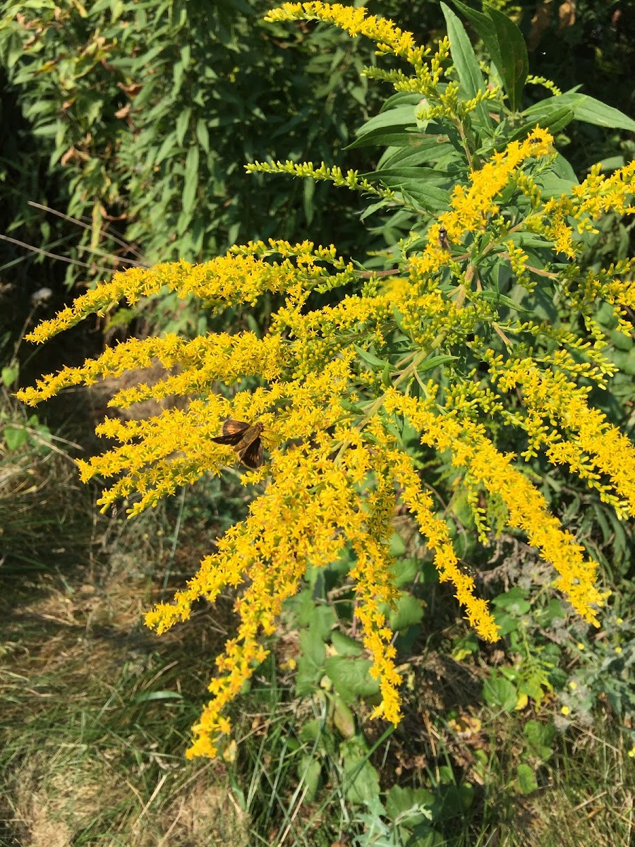 goldenrod