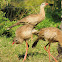 Red-Legged Seriema