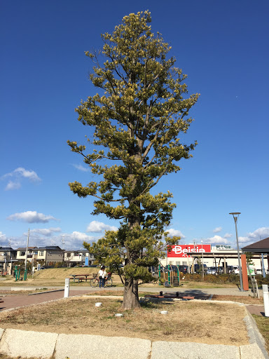 堀出前中央公園(雄踏の木)