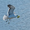 Southern Black-backed Gull