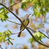 Great Crested Flycatcher