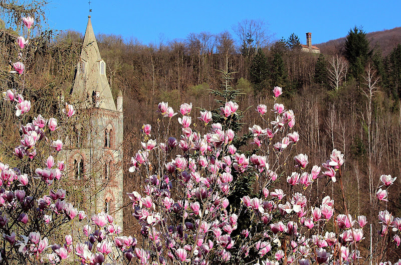 La Magnolia. di Naldina Fornasari