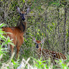 White-tailed Deer