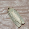 Maple-Basswood Leafroller Moth